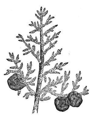 Cypress Essential Oil