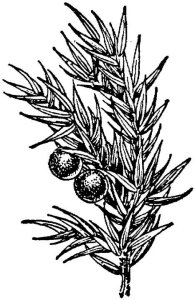 Juniper Essential Oil