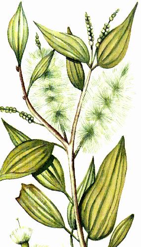 Niaouli Essential Oil