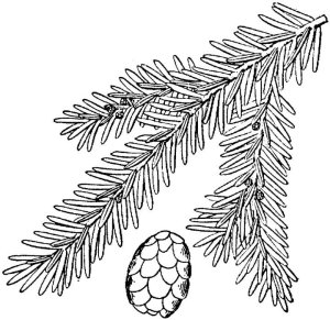 Black Spruce Essential Oil