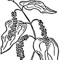 Black Pepper Essential Oil