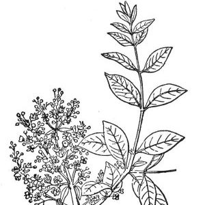 camphor