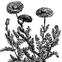 Chamomile R Essential Oil