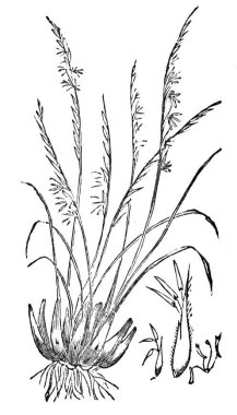 Citronella Essential Oil