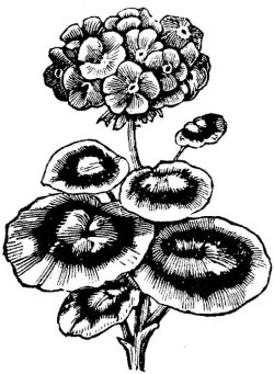 Geranium Essential Oil