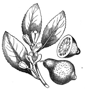 Lemon Essential Oil