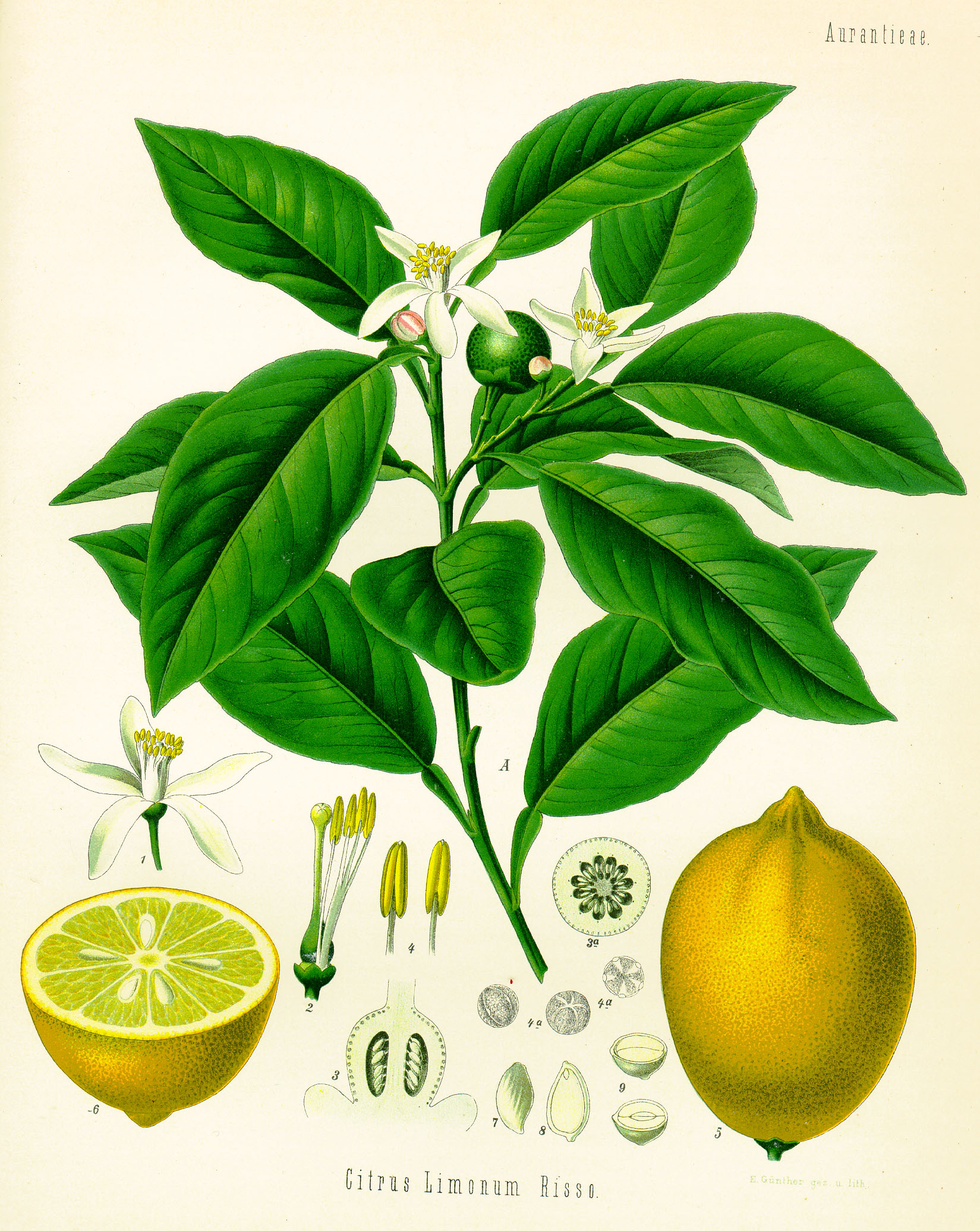 Neroli Essential Oil