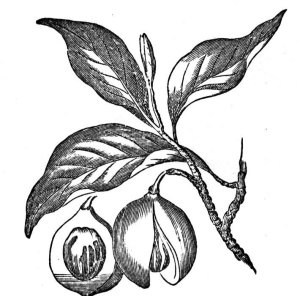 Nutmeg Essential Oil