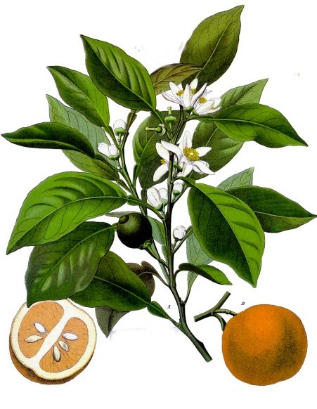 Orange Essential Oil