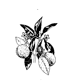 Petitgrain Essential Oil