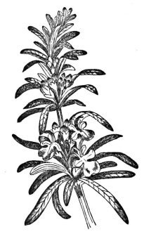 Rosemary Essential Oil