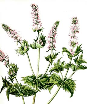 Spearmint Essential Oil