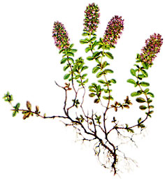 Thyme Essential Oil