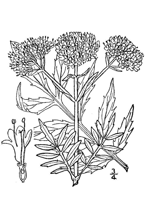 Valerian Essential Oil