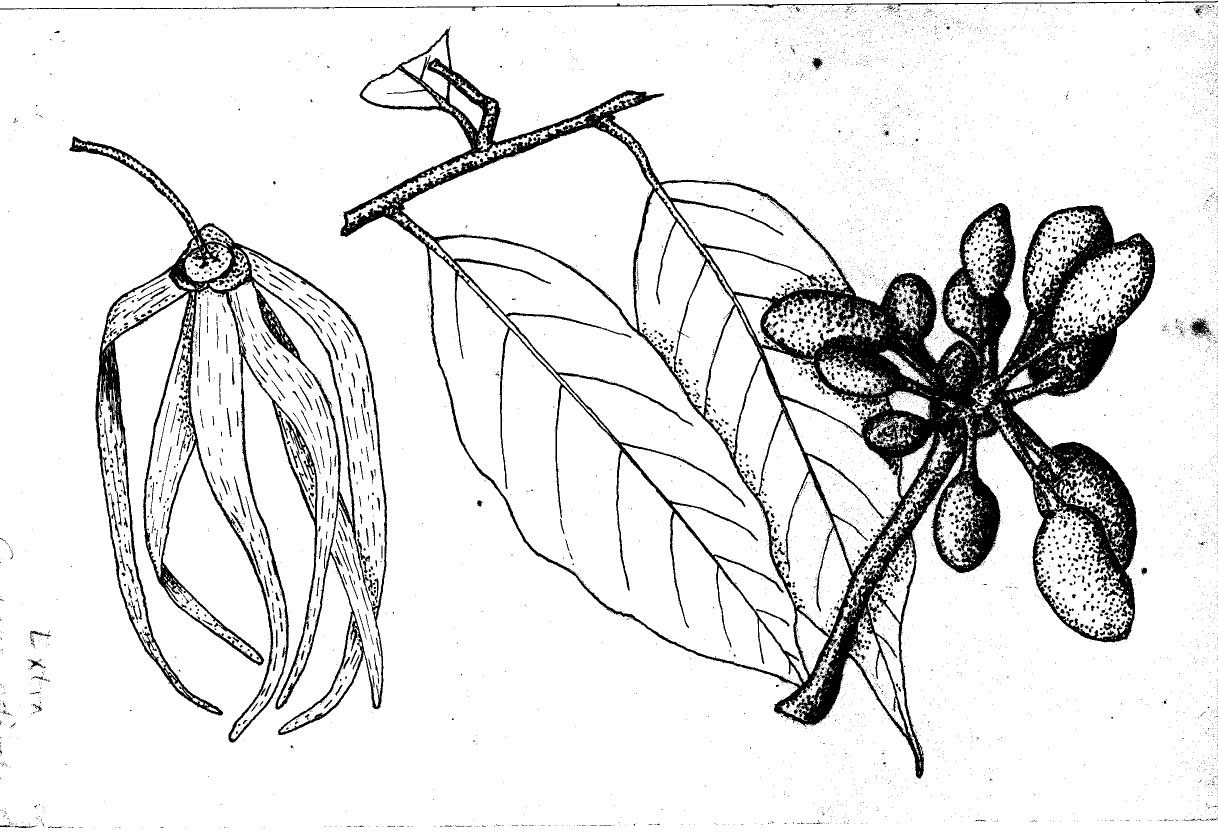 Ylang Ylang Essential Oil