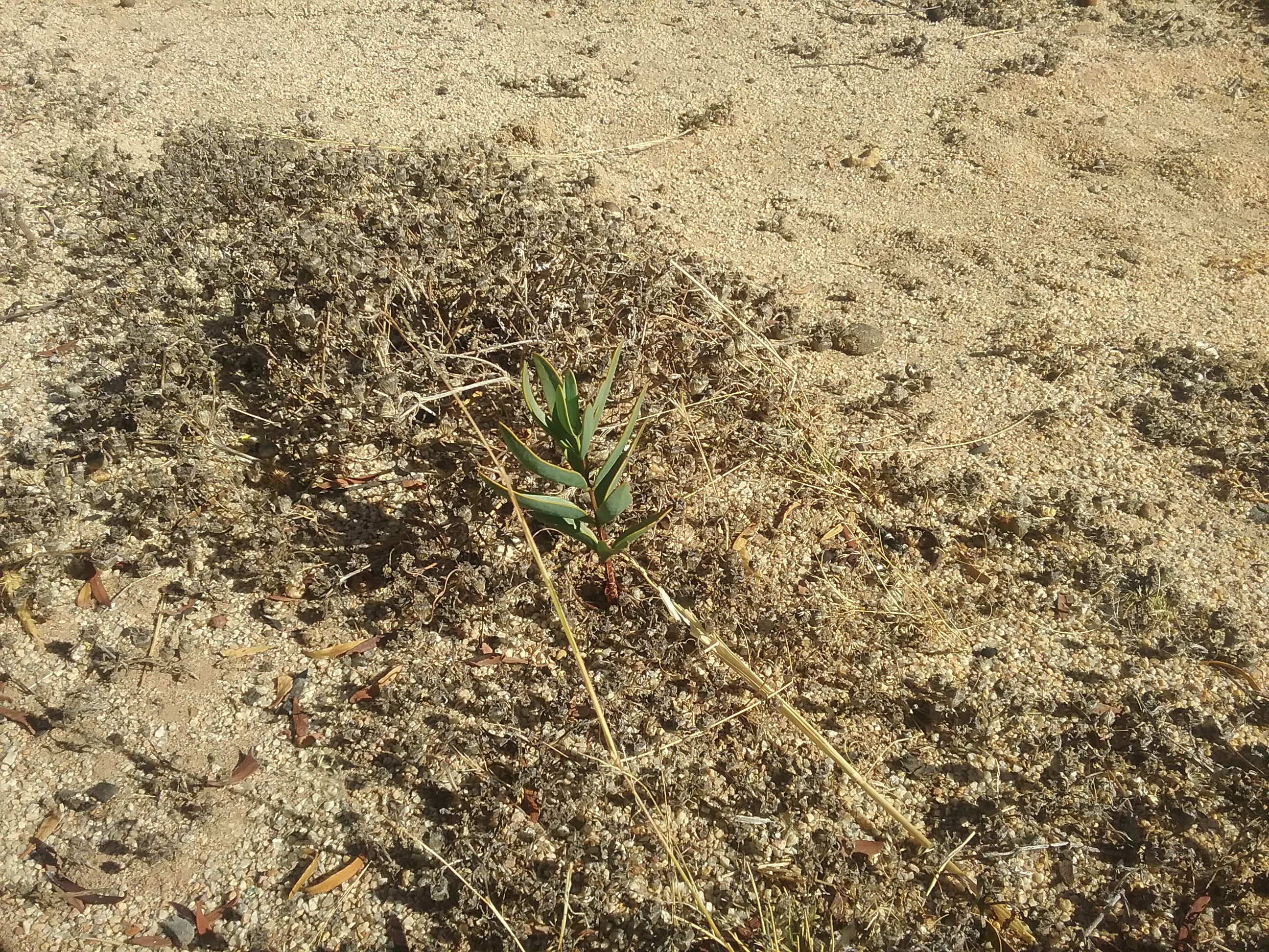 Mukinbudin - planting seedling
