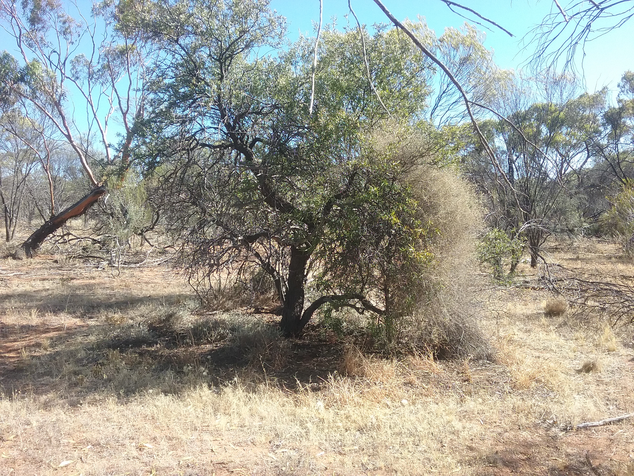 Mukinbudin - wild Sandalwood tree