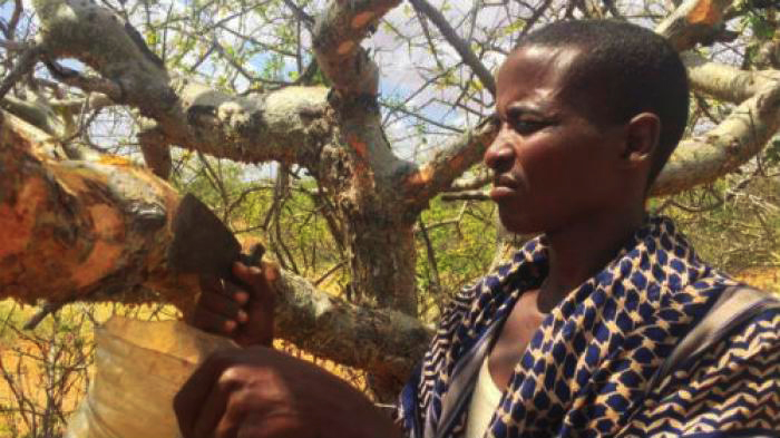 Punt Frankincense harvesting