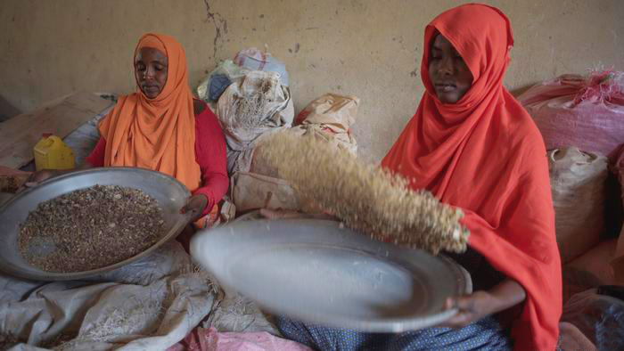 Punt -Women sifting Frankincense resins