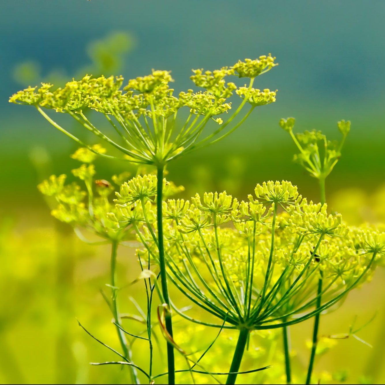 Fennel