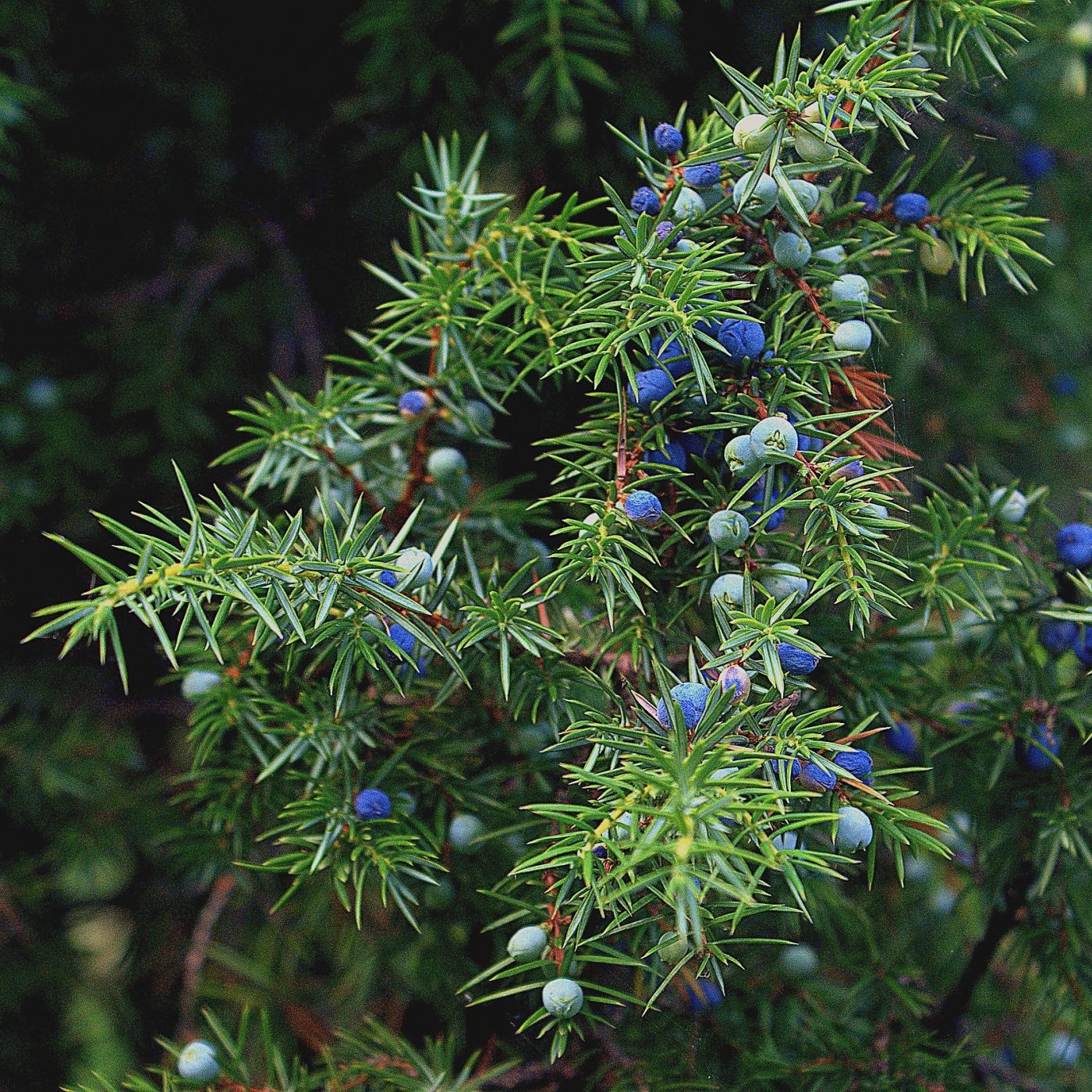 Juniper