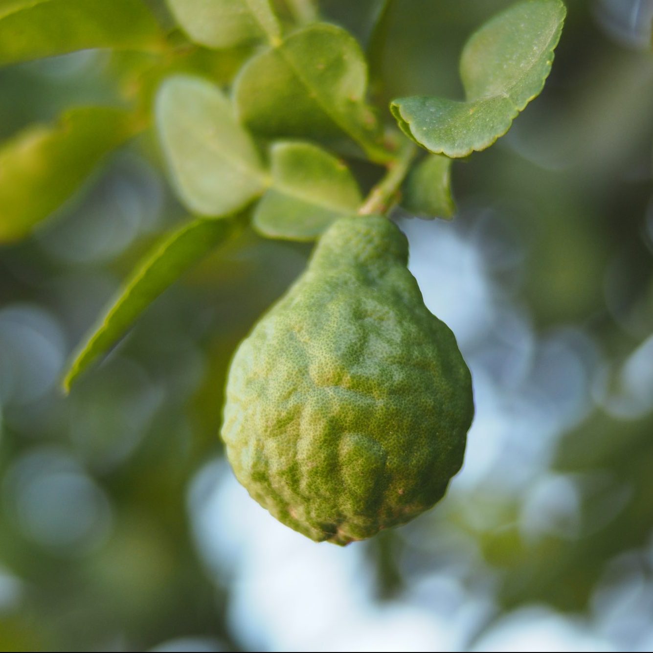 bergamot