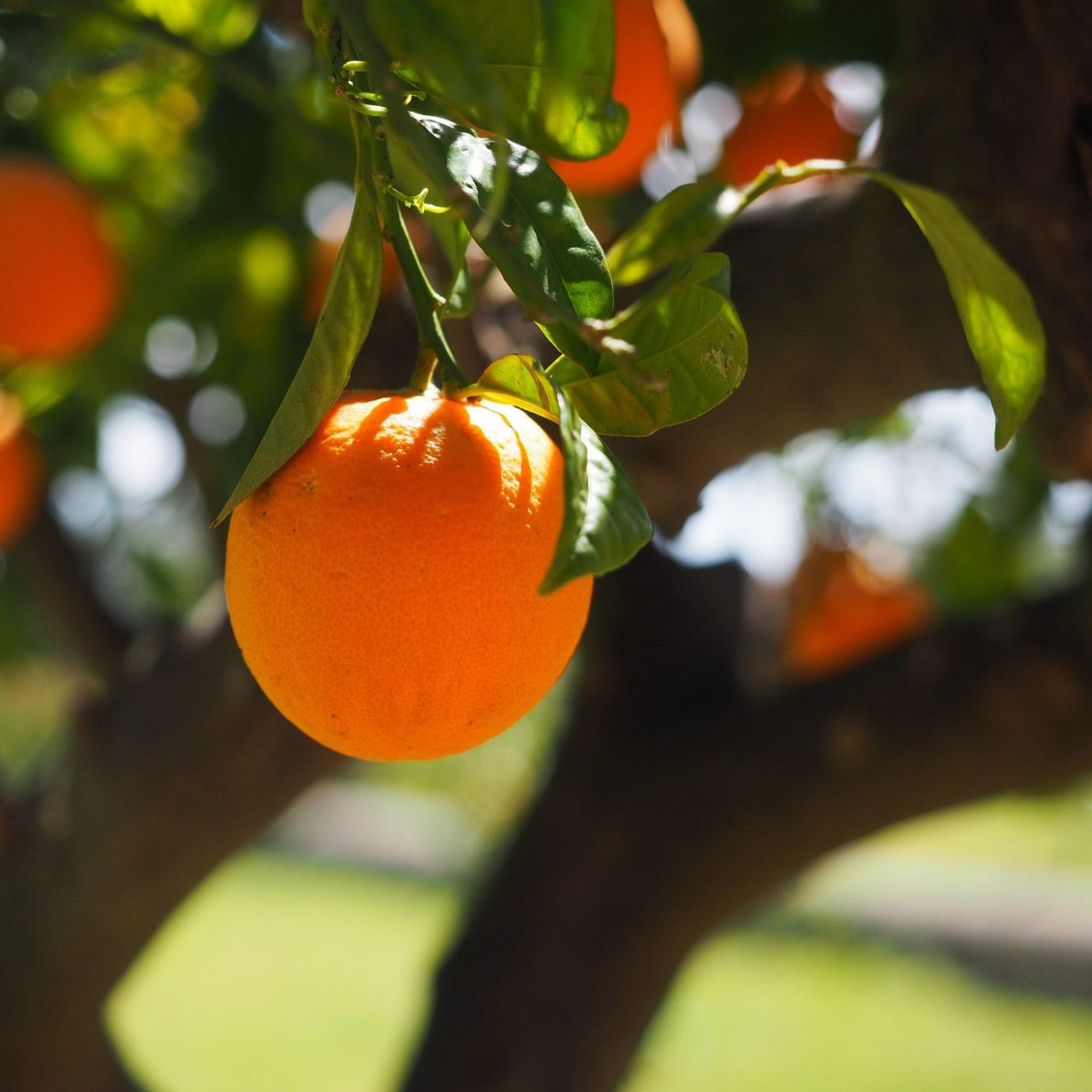 orange