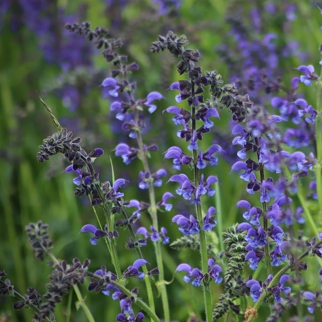 sage