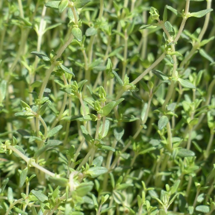 thyme