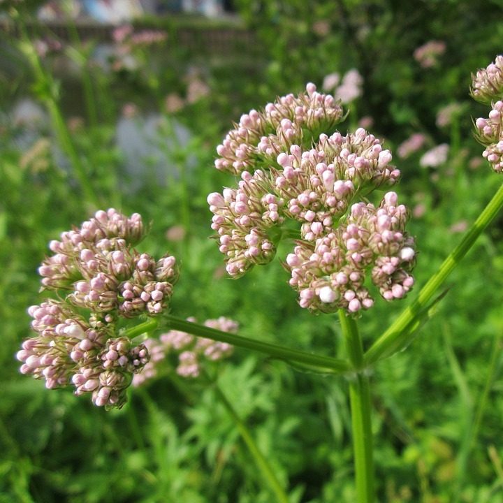 valeriana-officinalis